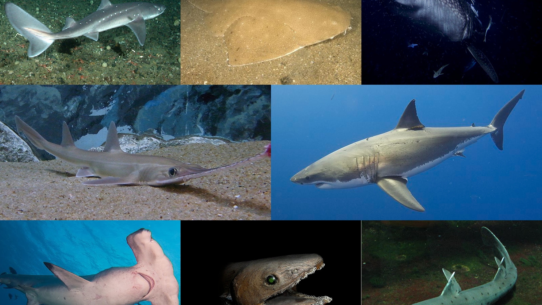 Hace 19 millones de anos hubo una misteriosa extincion masiva de tiburones