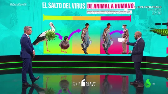 AVES AVES