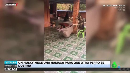 El vídeo viral de un perro meciendo a un cachorro para que se duerma El vídeo viral de un perro meciendo a un cachorro para que se duerma