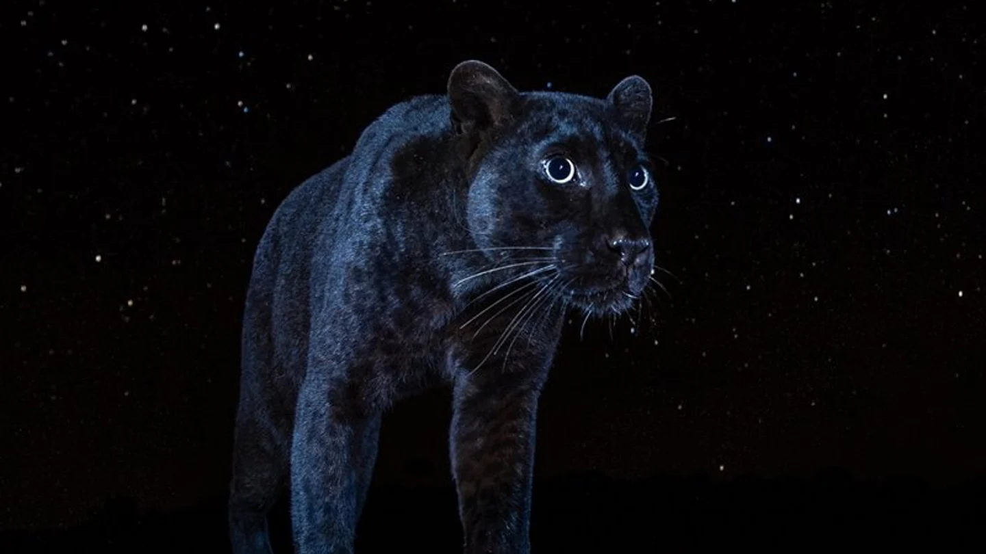 Pantera negra avistada en África Pantera negra avistada en África