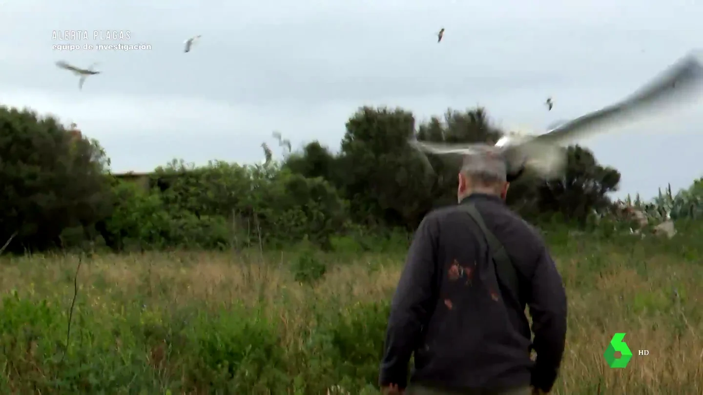 El escatológico recibimiento de las gaviotas a un biólogo en Islas Medas El escatológico recibimiento de las gaviotas a un biólogo en Islas Medas