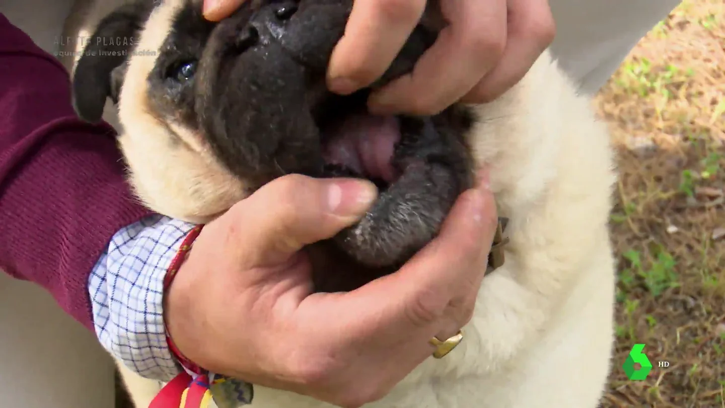 Un perro se queda sin lengua tras el ataque de una oruga procesionaria Un perro se queda sin lengua tras el ataque de una oruga procesionaria