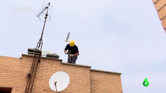 El ataque de una gaviota al acercarnos a su nido: "Se est&aacute; enfadando"