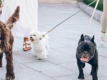 Paseando con nuestros amigos peludos