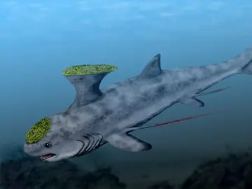 Tiburones eran los de antes Tiburones eran los de antes