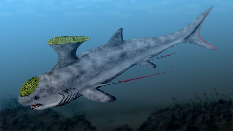Para tiburones, los de antes: ¿Cómo afectó al planeta su extinción masiva?