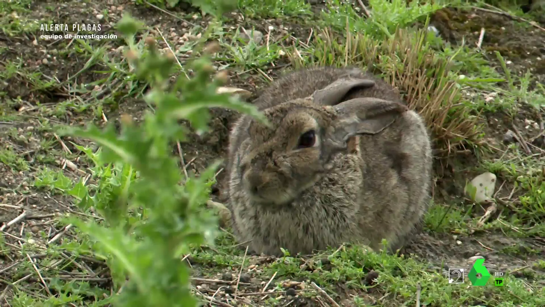 Los conejos, responsables del mayor brote de leishmaniosis en humanos de Europa: "Creí que me moría"