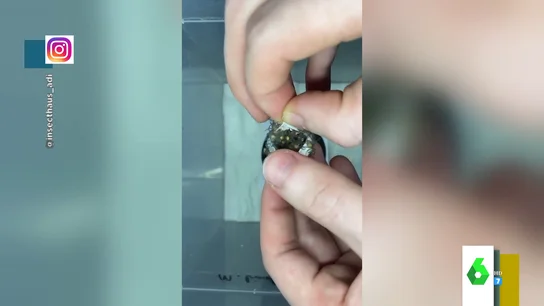 Huevo de araña Huevo de araña