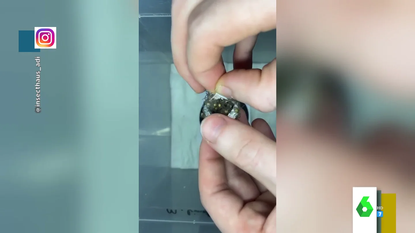 Huevo de araña Huevo de araña