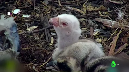 Imagen de una cría de águila pescadora albina Imagen de una cría de águila pescadora albina