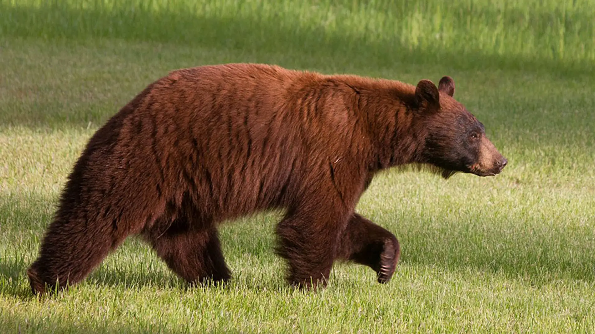 Oso pardo en Montana