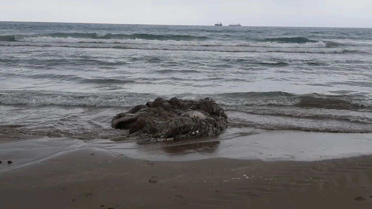 Imagen del calamar gigante aparecido en la playa del Gurugú de Castelló Imagen del calamar gigante aparecido en la playa del Gurugú de Castelló