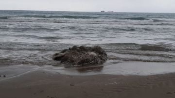 Imagen del calamar gigante aparecido en la playa del Gurugú de Castelló