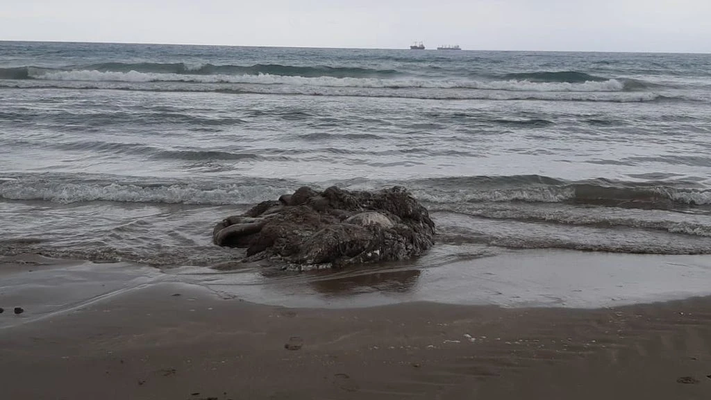 Imagen del calamar gigante aparecido en la playa del Gurugú de Castelló