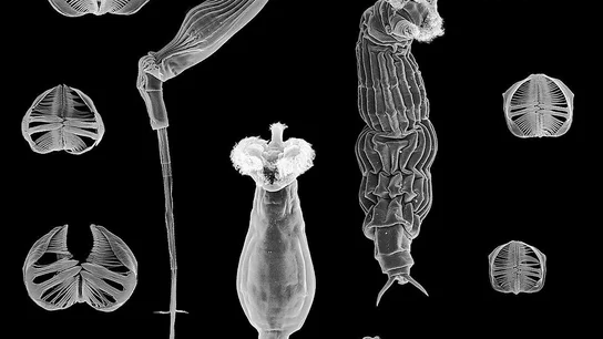 Imagen de los bdeloideos, clase de rotíferos muy resistente Imagen de los bdeloideos, clase de rotíferos muy resistente