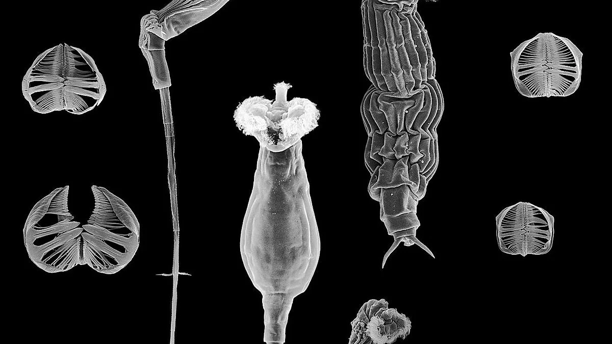 Imagen de los bdeloideos, clase de rotíferos muy resistente