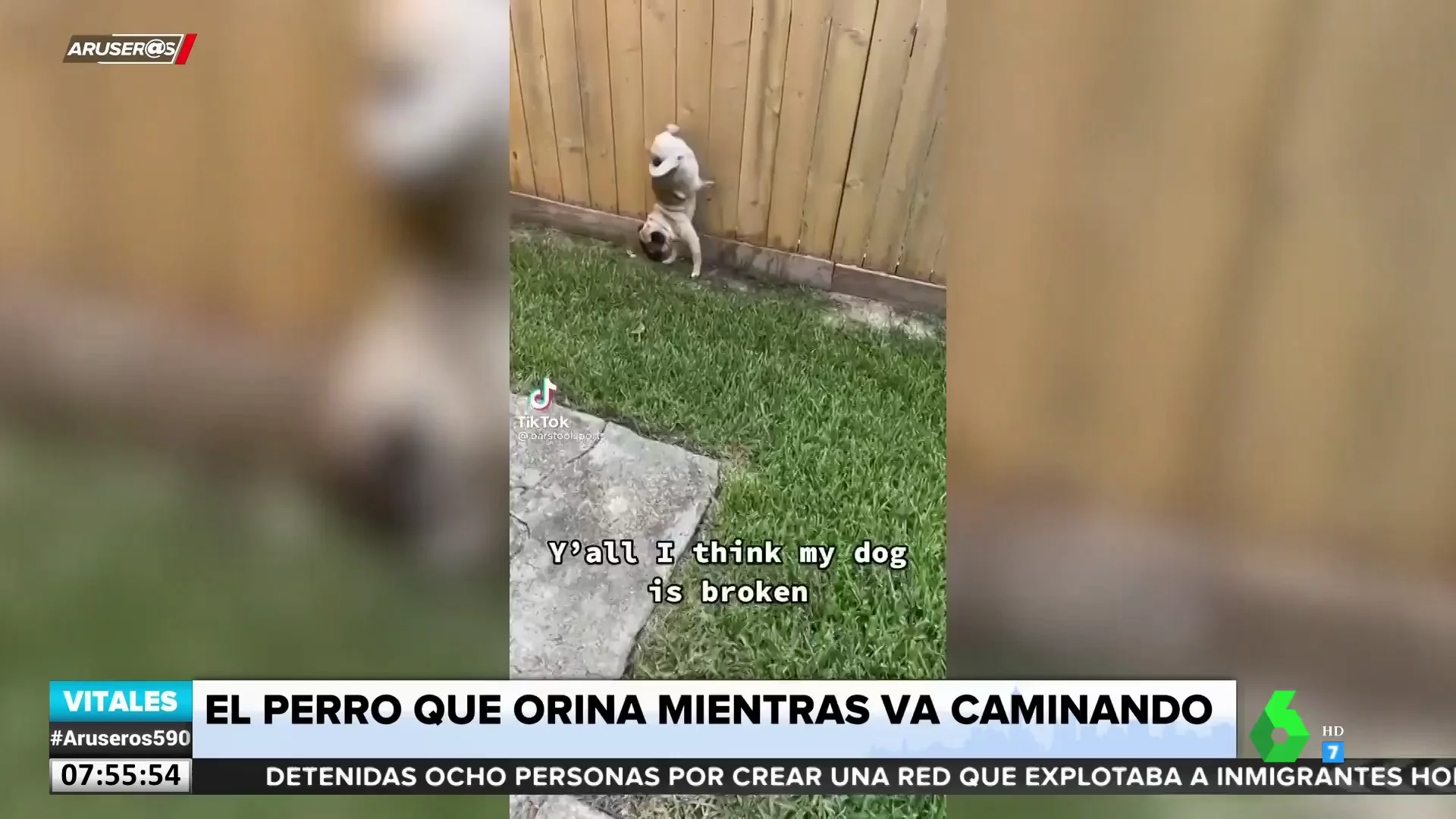 PERRO PINO