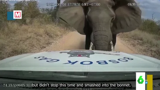 elefante elefante