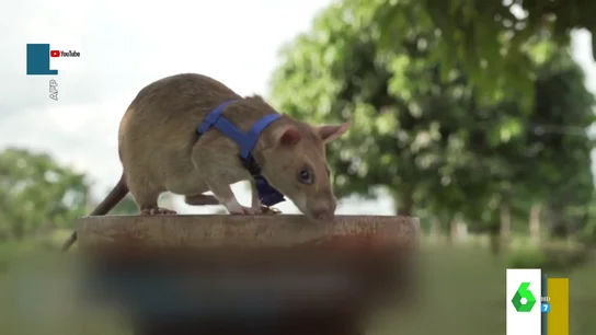 rata rata