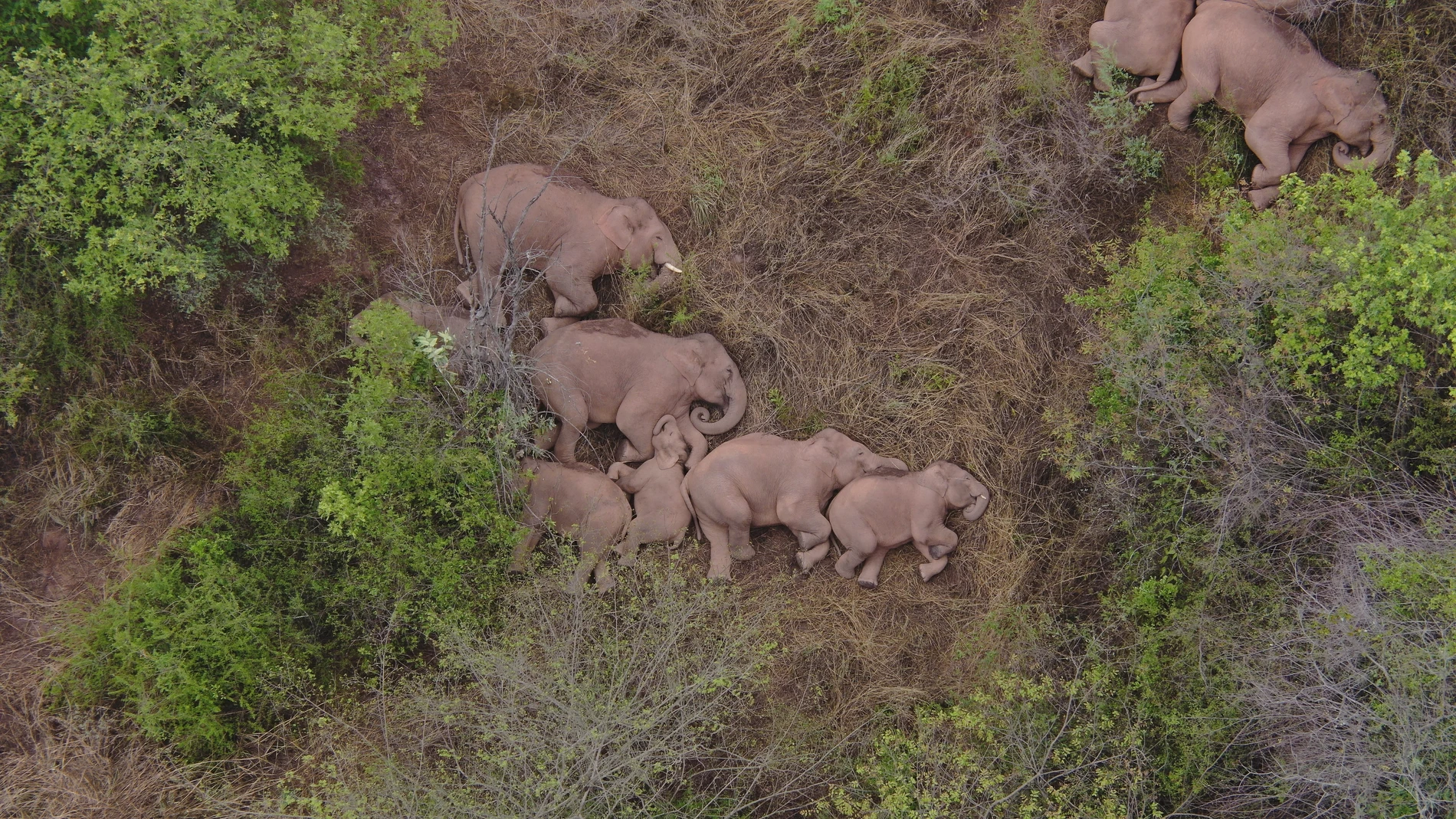 Una manada de elefantes descansa en la ruta migratoria hacia China