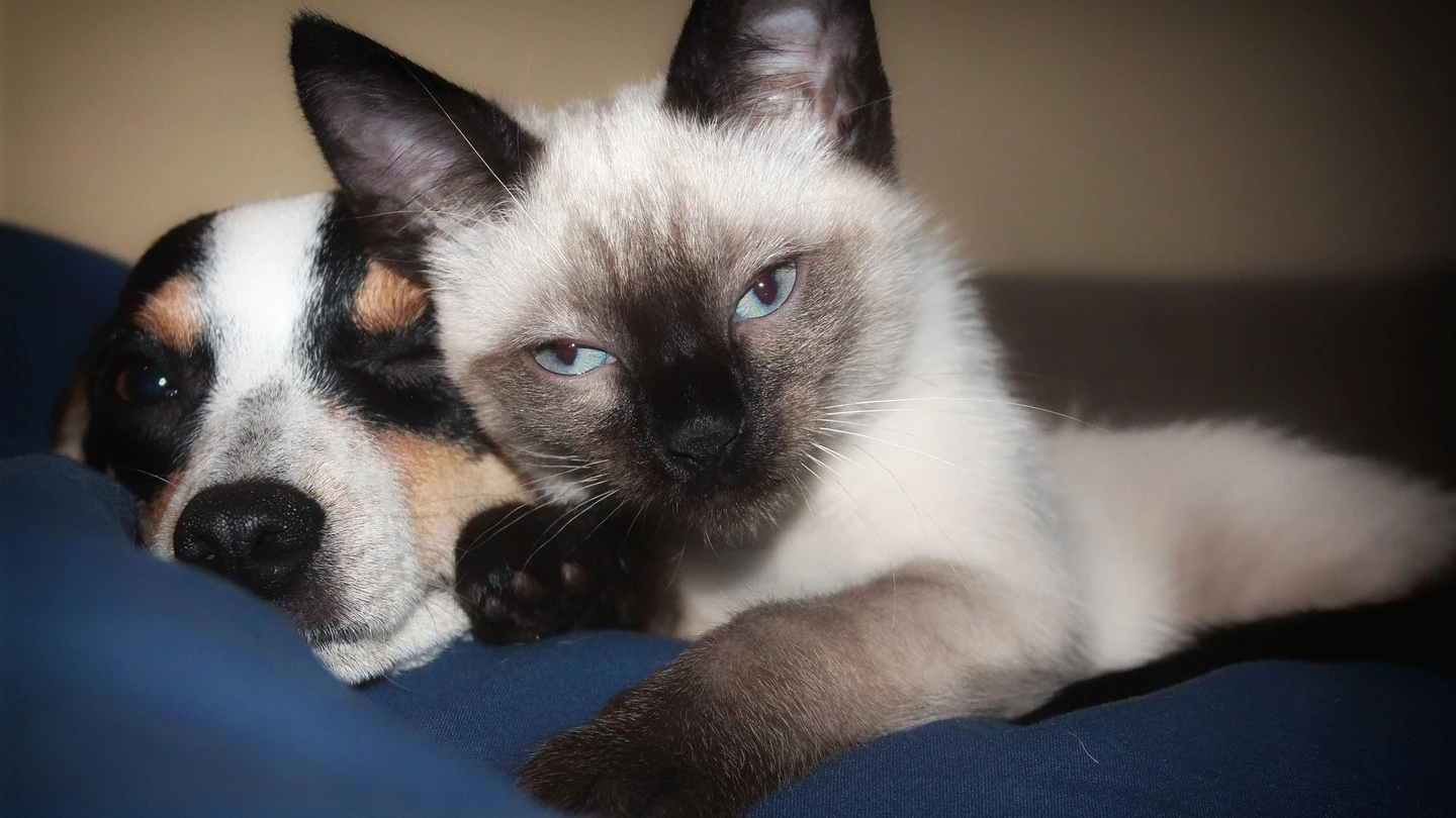 Tener un perro cuesta entre 510 y 3.410 euros anuales, y un gato, entre 975 y 1.650 euros Tener un perro cuesta entre 510 y 3.410 euros anuales, y un gato, entre 975 y 1.650 euros