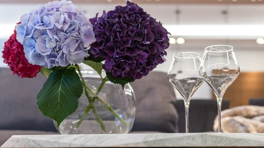 Cómo cultivar hortensias: guía de cuidados Cómo cultivar hortensias: guía de cuidados