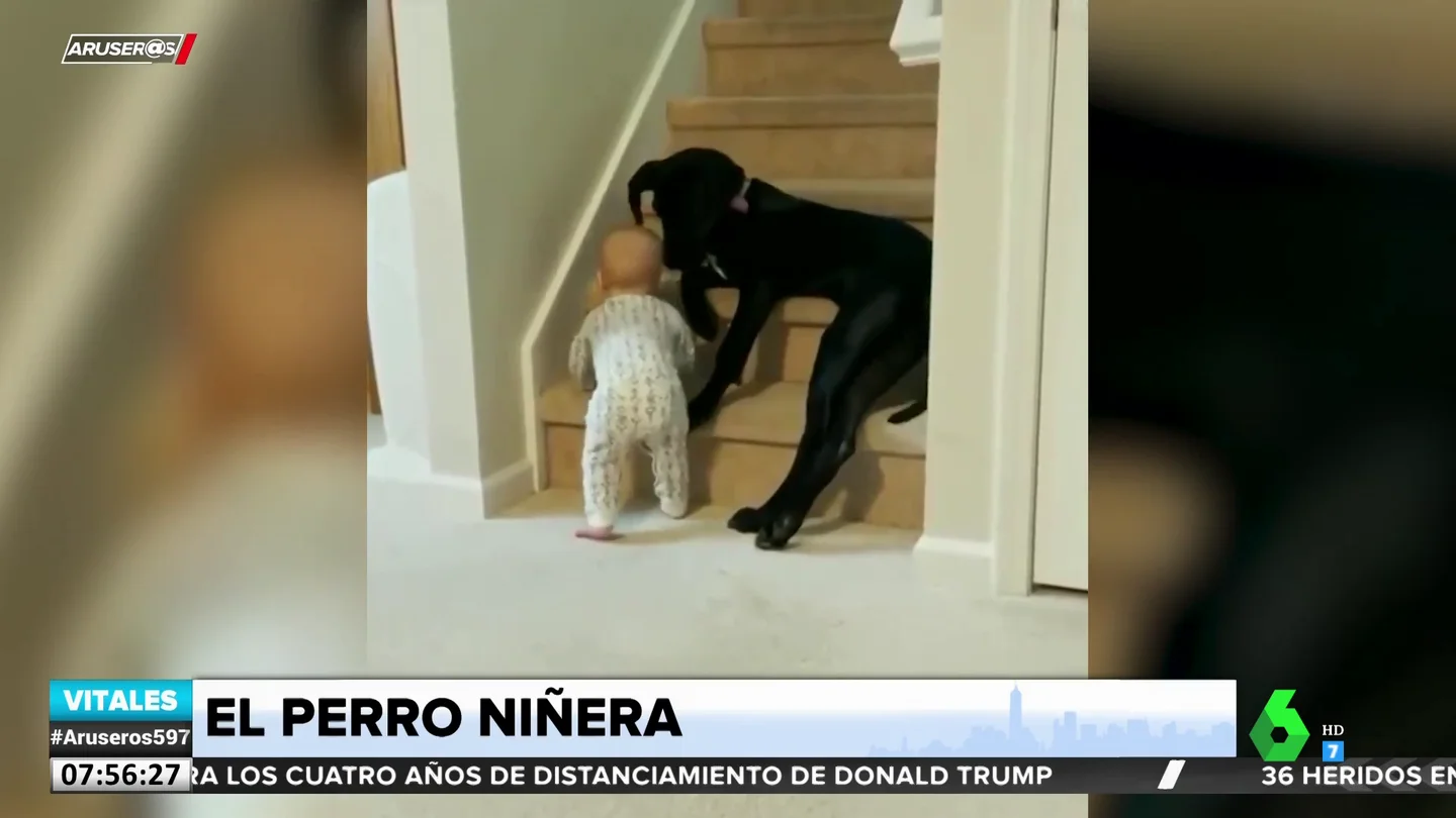PERRO NINERA PERRO NINERA