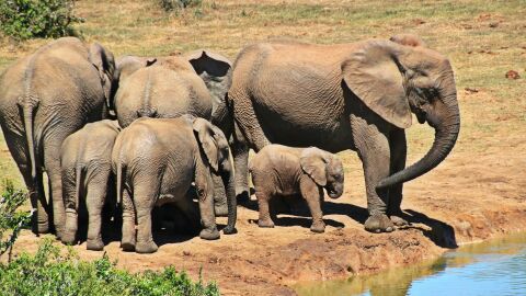 Kruger, Sudáfrica 