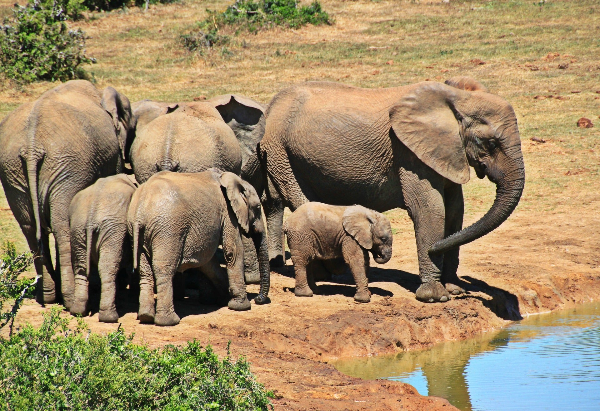 Kruger, Sudáfrica 