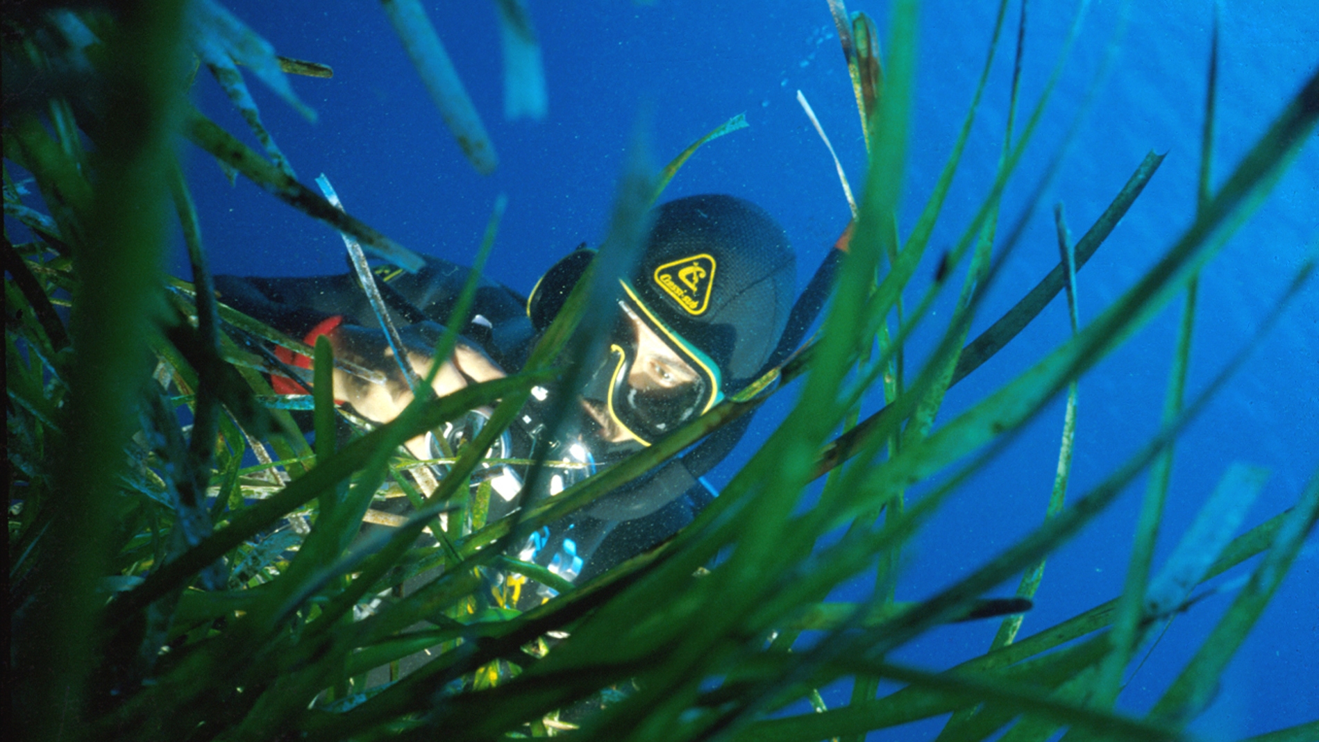 El ruido de origen humano contribuye a reducir las poblaciones de posidonia