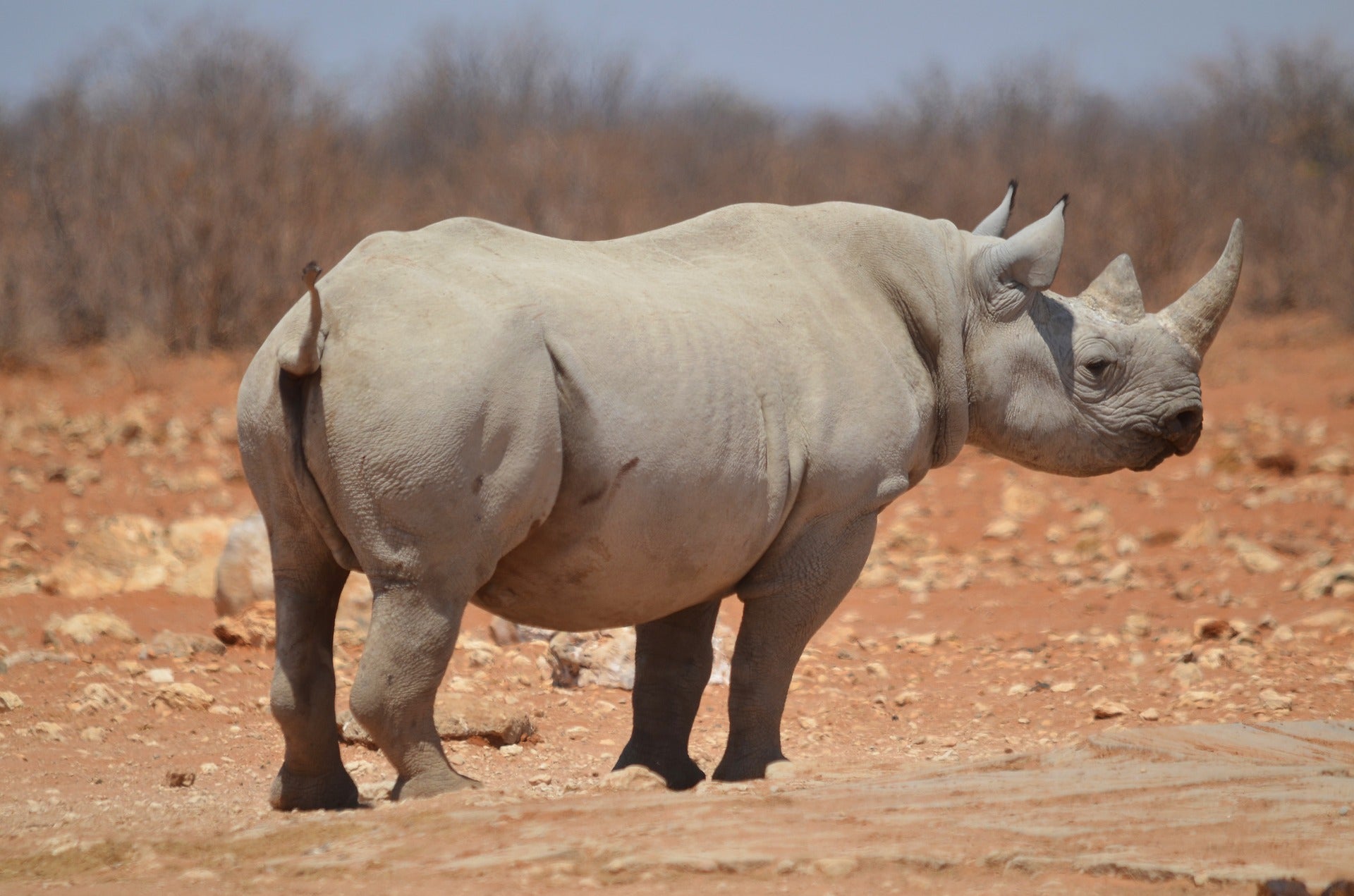 Etosha, Namibia