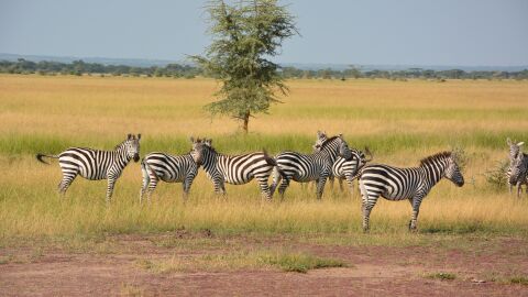Serengueti, Tanzania