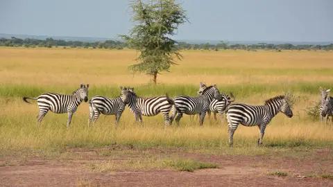 Serengueti, Tanzania Serengueti, Tanzania