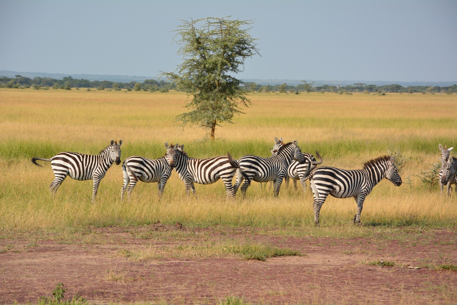 Serengueti, Tanzania