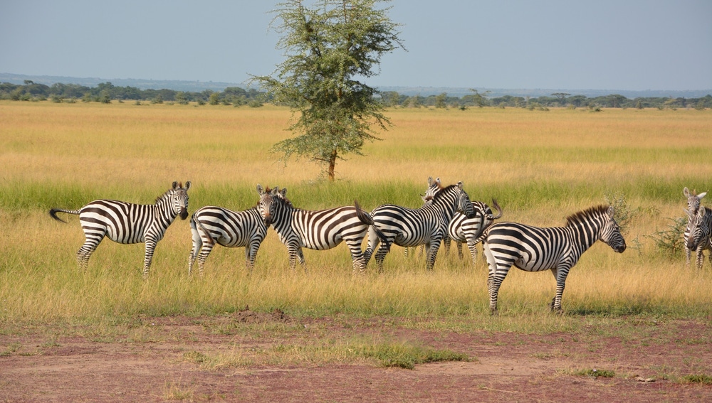 Serengueti, Tanzania
