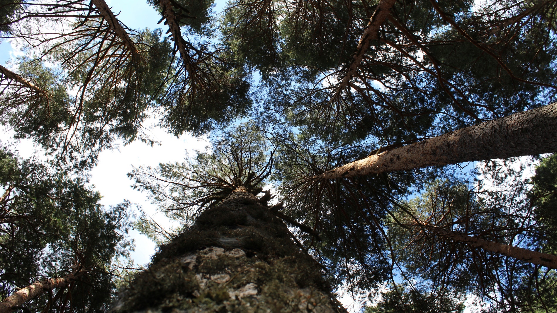 Los pinos silvestres se adaptan a las variaciones climaticas