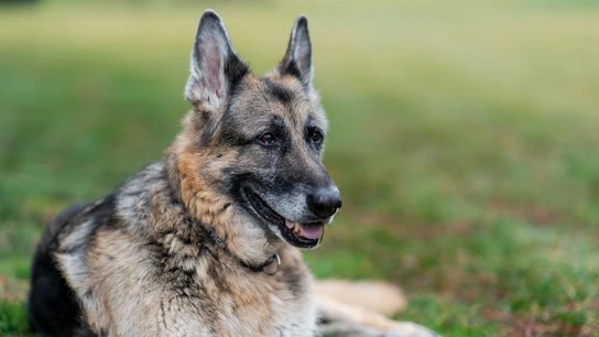 Muere 'Champ', uno de los pastores alemanes de los Biden Muere 'Champ', uno de los pastores alemanes de los Biden