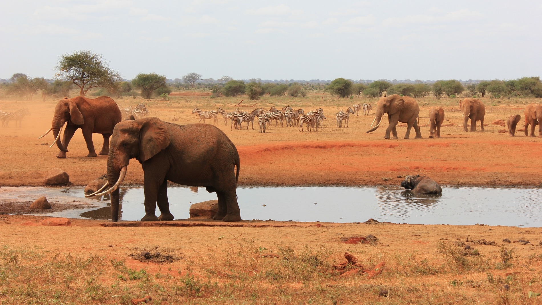 Elefante africano