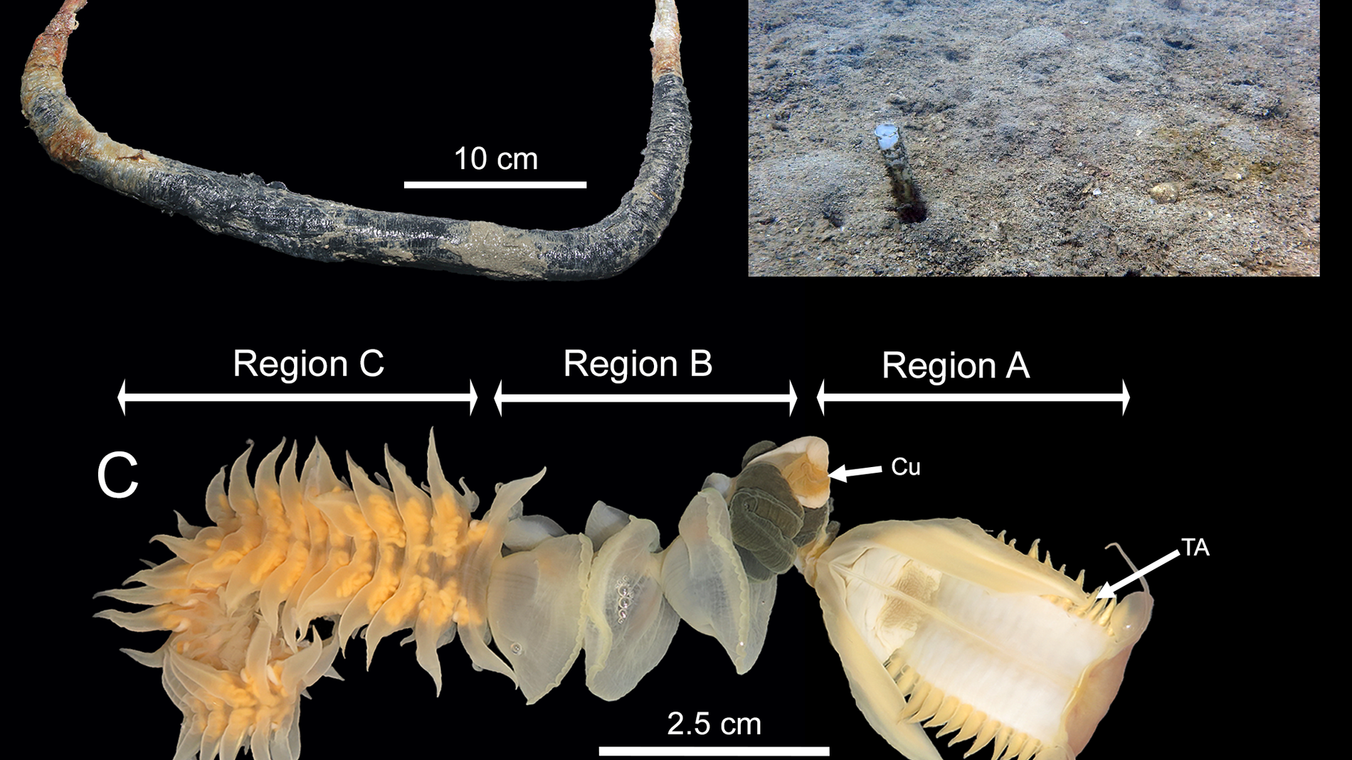 Un tipo de gusanos marinos lucha por el control del territorio ante su huesped