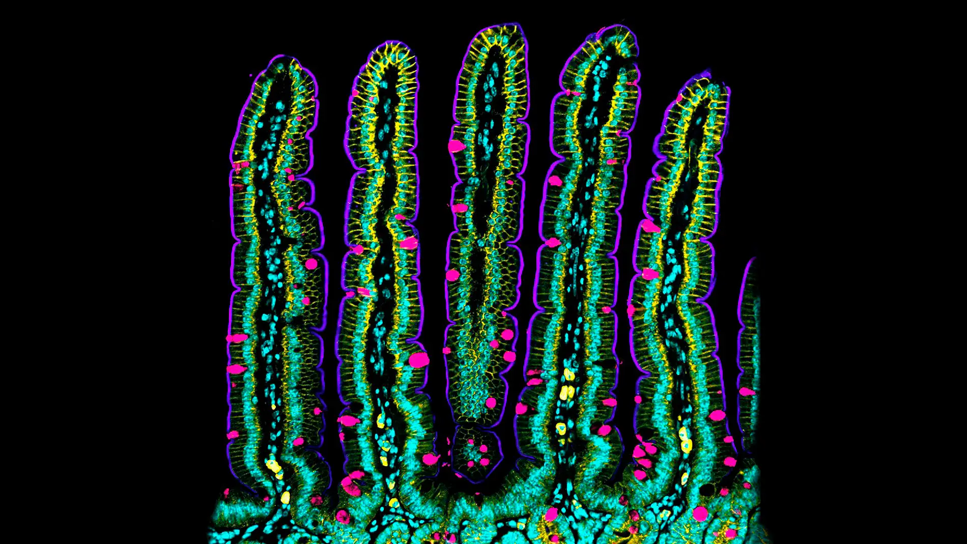 Descubren como se pliega y mueve la pared del intestino midiendo sus fuerzas