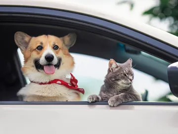 Mascotas de viaje Mascotas de viaje