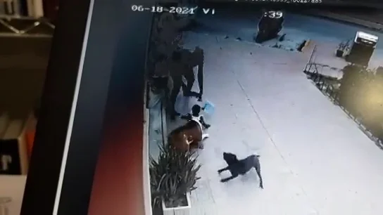 Brutal ataque de un perro a una niña de dos años en Murcia Brutal ataque de un perro a una niña de dos años en Murcia