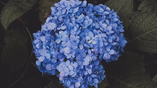 Cómo mantener las hortensias libres de plagas y enfermedades Cómo mantener las hortensias libres de plagas y enfermedades