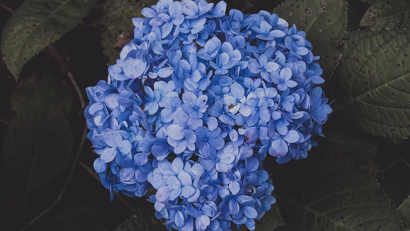 Cómo mantener las hortensias libres de plagas y enfermedades Cómo mantener las hortensias libres de plagas y enfermedades