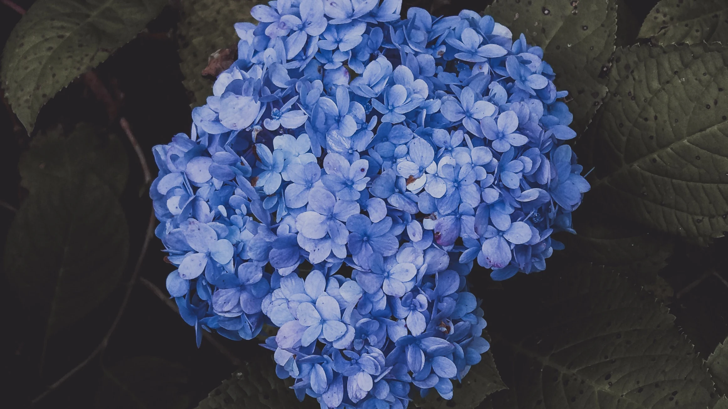 Cómo mantener las hortensias libres de plagas y enfermedades 