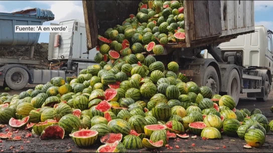 Sandías por el suelo Sandías por el suelo