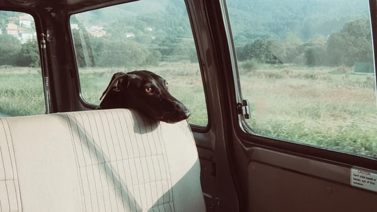 Deberíamos acostumbrar al perro a viajar en coche en distancias y tiempos más cortos. Deberíamos acostumbrar al perro a viajar en coche en distancias y tiempos más cortos.