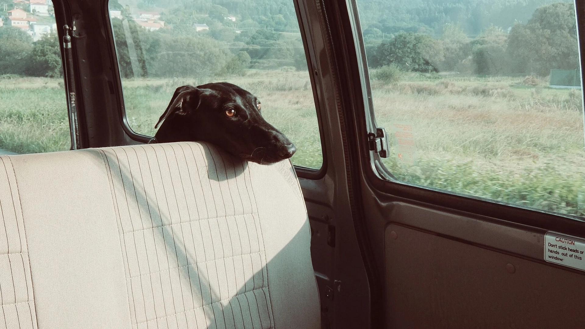 Deberíamos acostumbrar al perro a viajar en coche en distancias y tiempos más cortos.