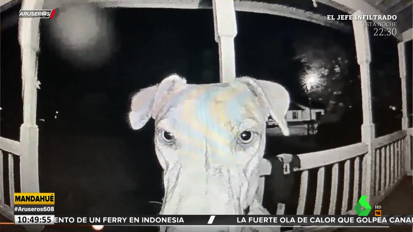 PERRO TIMBRE PERRO TIMBRE