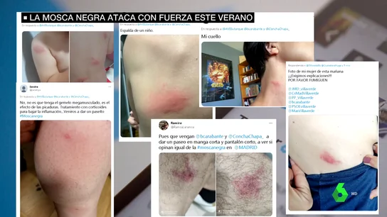 mosca negra ataca mosca negra ataca
